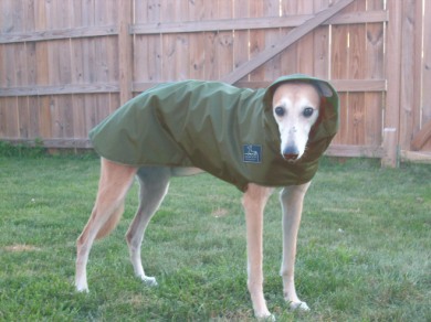 greyhound raincoat with hood